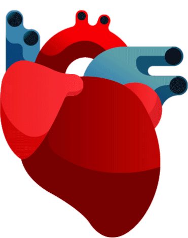 Anaphylaxis affects the cardiovascular system