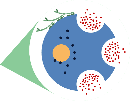 Histamines are released in the body during an allergic reaction