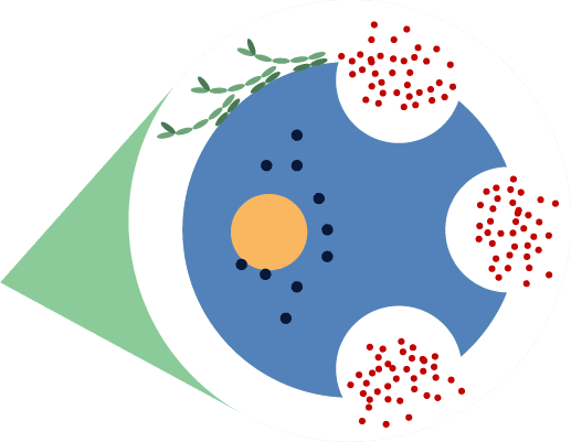 Histamines are released in the body during an allergic reaction